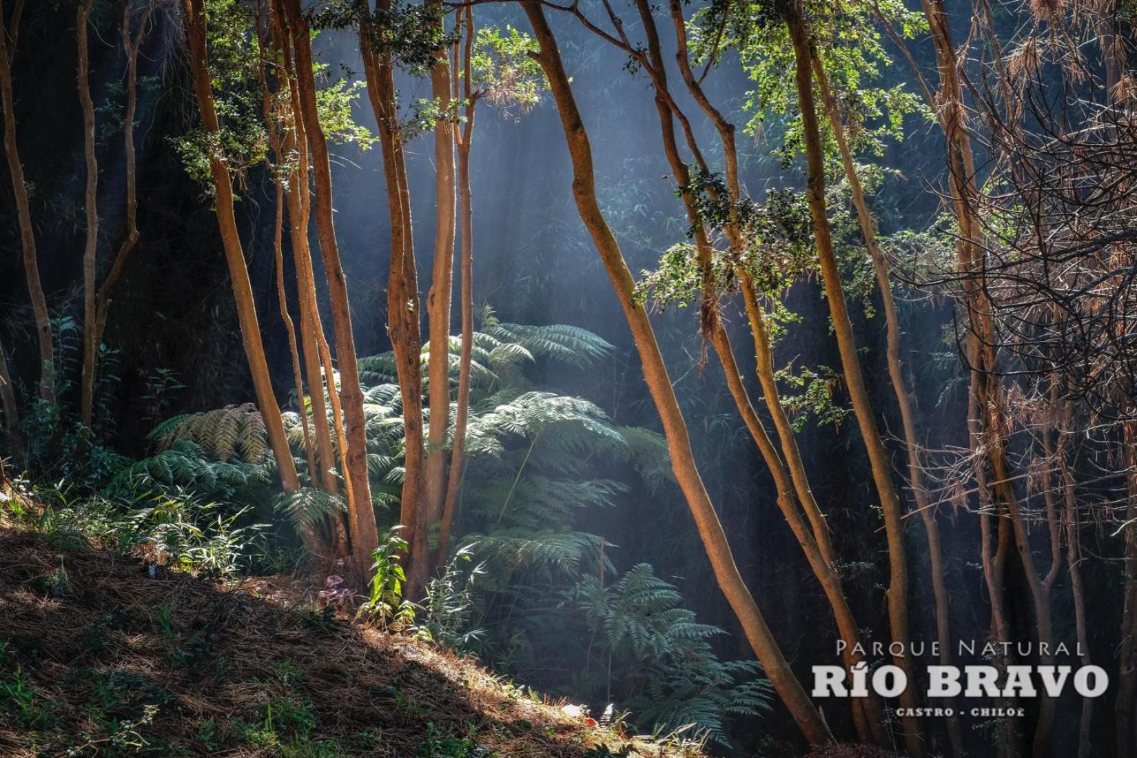 Parque Natural Rio Bravo Lodge Кастро Номер фото